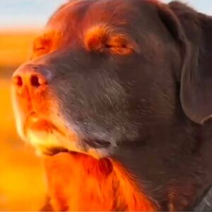 Meet your Posher, Klohe